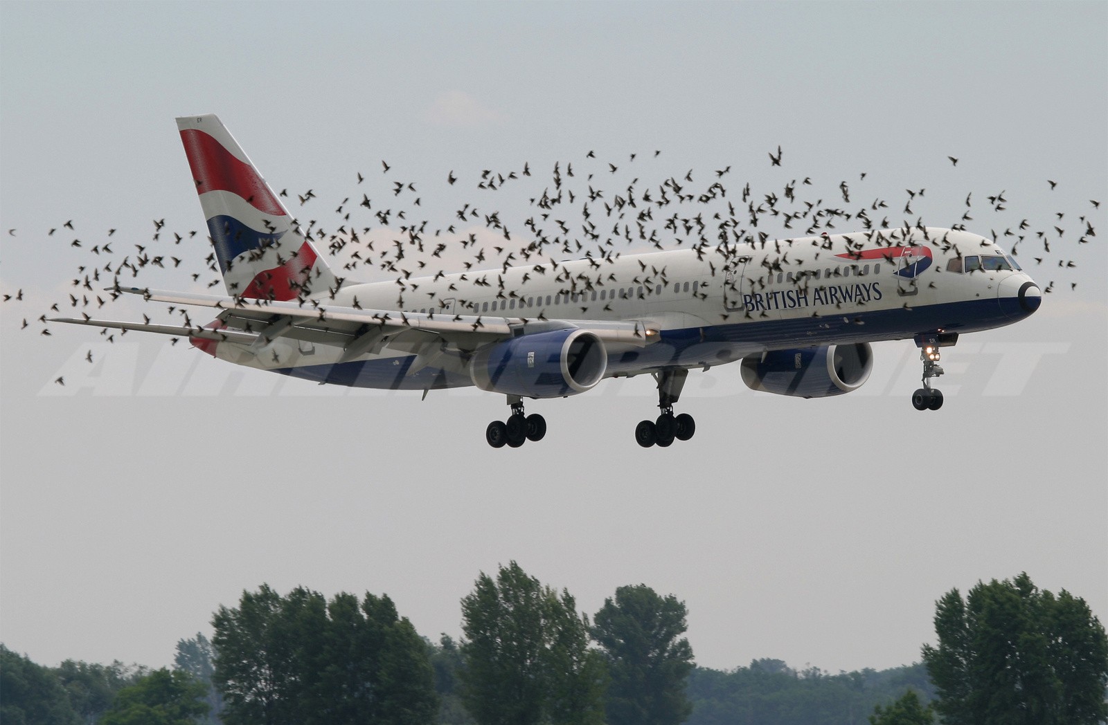 pajaros_avion.jpg.1f6edfcbd37bf4f636cfa2c310ce2585.jpg
