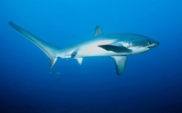 Los-tiburones-zorro-de-Malapascua.jpg.ab8e49b420c618a21aba86d40301dc08.jpg