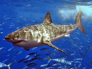 shark.jpg.56b719e333794e50a67041eacb58e9a9.jpg