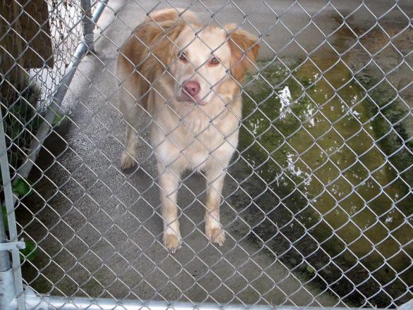 perro-descuartiza-nino.jpg.bccad810fe7b78af4527b1da1384ead2.jpg