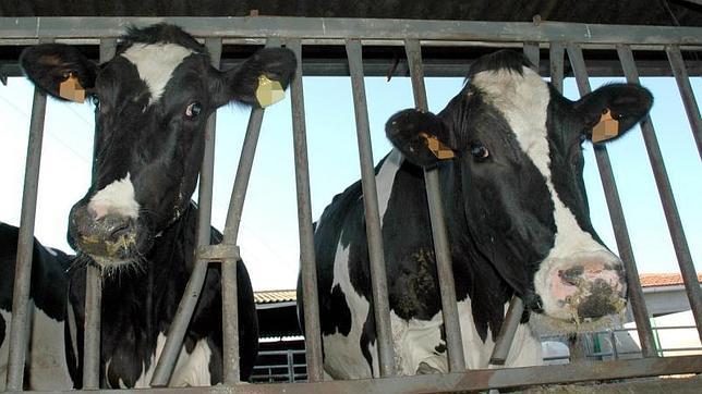 vacas-leche--644x362-1.jpg.cd16c610ec3fe7448eeef445f5ca705d.jpg