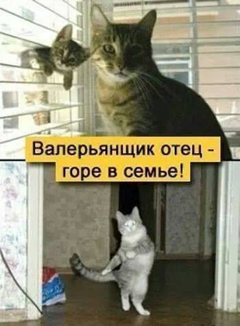 post-839-0-29969900-1393249942.jpg