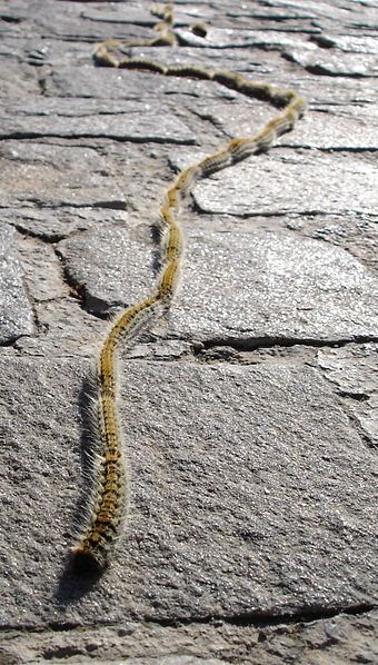 340px-Thaumetopea.pityocampa_01.jpg.99ceddd81d7faf00631c088fdd4a927d.jpg