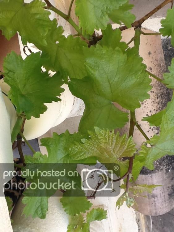 5811e217ed8a7b529a1beb1b09a3d12e_zps7001