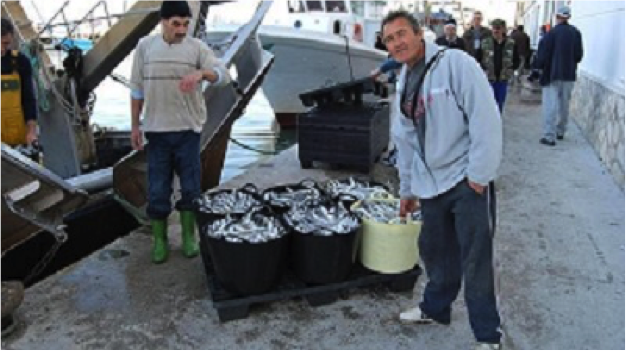 andalucia-fish-crisis.png