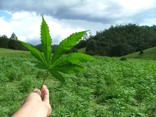 cannabis-campo.jpg