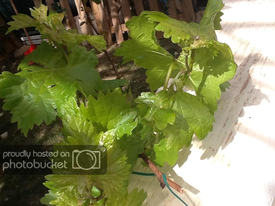 f8d69f327b24b59201a048bee111e6a1_zpsd747