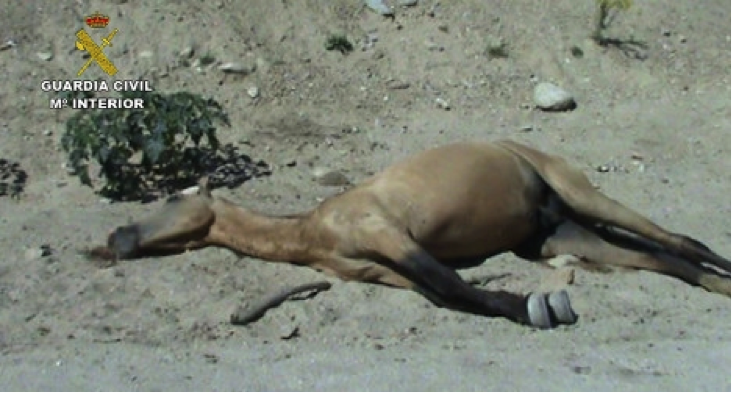 horse-dead.png