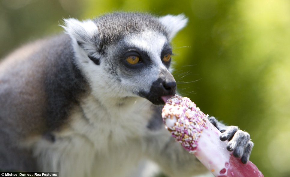 lemur.jpg