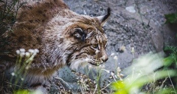 lince.jpg