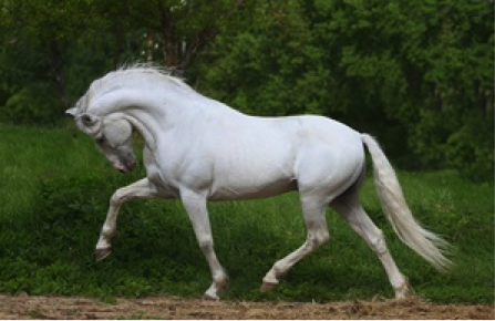 salamanca-horse.png
