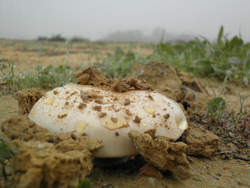 post-1220-0-19732800-1358846910_thumb.jp