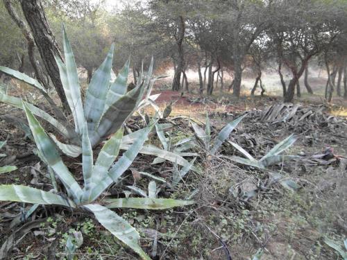 post-1220-0-21049900-1358933208_thumb.jp