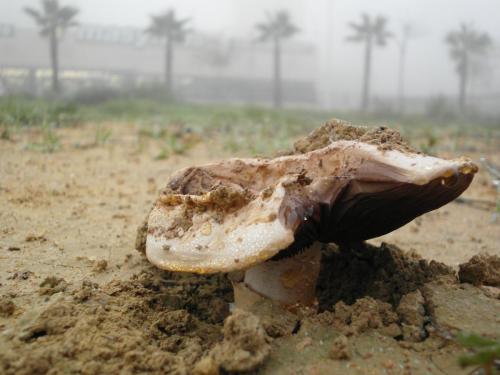 post-1220-0-31250800-1358847465_thumb.jp