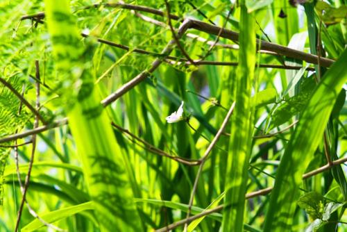 post-1221-0-02160300-1359589827_thumb.jp