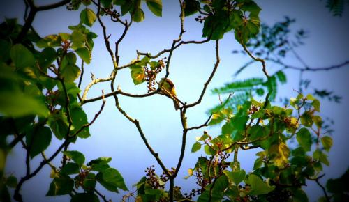 post-1221-0-84375600-1359589545_thumb.jp