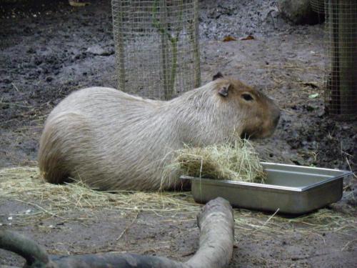 post-1255-0-28733600-1389362322_thumb.jp