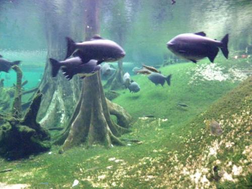 post-1255-0-32382500-1389362280_thumb.jp