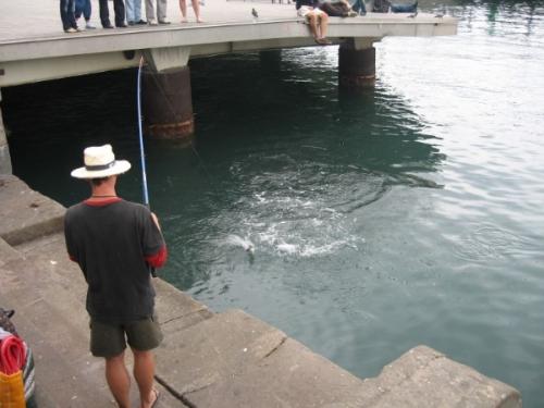 post-1286-0-05950200-1388833887_thumb.jp