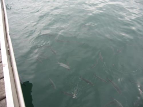 post-1286-0-28207700-1388833827_thumb.jp