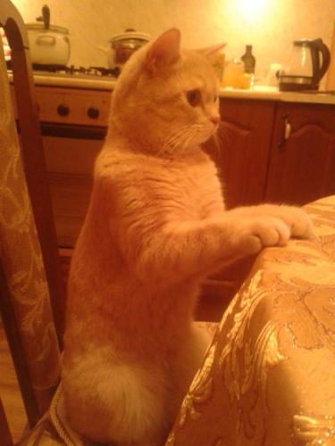 post-2490-0-57433400-1421879928_thumb.jp