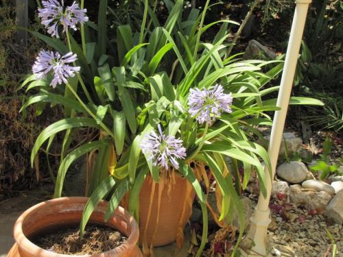 post-5055-0-06136300-1423752184_thumb.jp