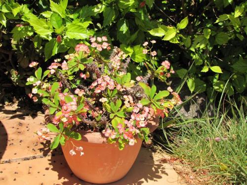 post-5055-0-91586400-1423752161_thumb.jp