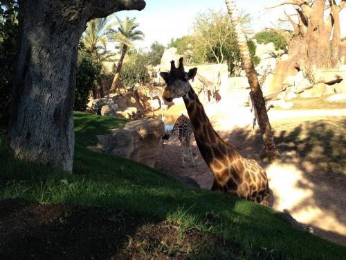 post-1145-0-19671200-1362483542_thumb.jp