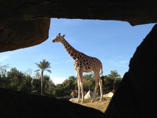 post-1145-0-71403100-1362483536_thumb.jp