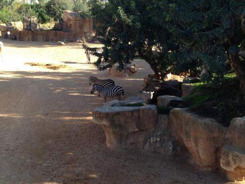 post-1145-0-87626400-1362483545_thumb.jp