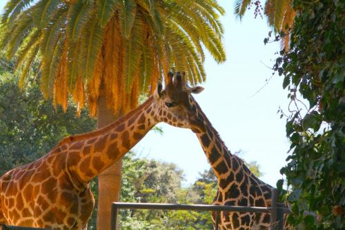 post-1221-0-41852600-1362484503_thumb.jp