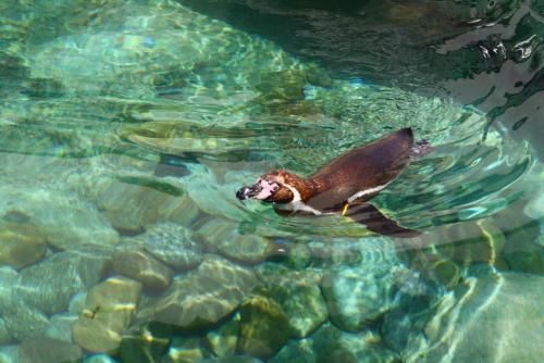 post-1221-0-50478900-1362484201_thumb.jp