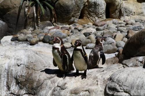 post-1221-0-64986600-1362484601_thumb.jp