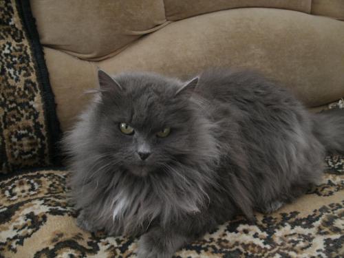 post-1370-0-05258000-1363343468_thumb.jp