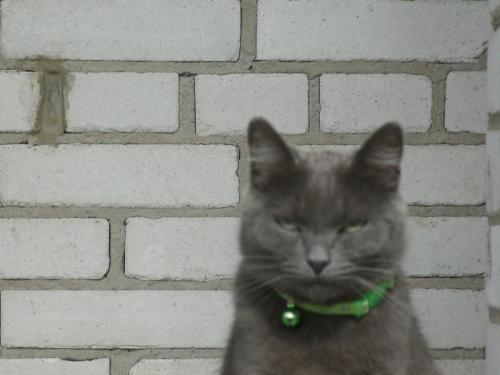 post-1370-0-55677100-1363175638_thumb.jp