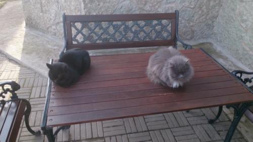 post-1370-0-26479600-1395677378_thumb.jp