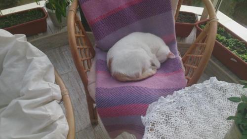 post-1370-0-77824600-1394712354_thumb.jp