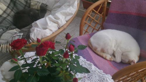 post-1370-0-82005500-1394712321_thumb.jp