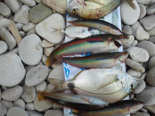 post-1921-0-65960900-1394778111_thumb.jp