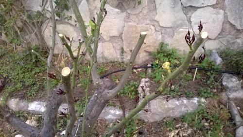 post-1921-0-68943800-1396157201_thumb.jp