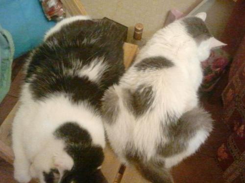 post-1921-0-69962100-1394787392_thumb.jp