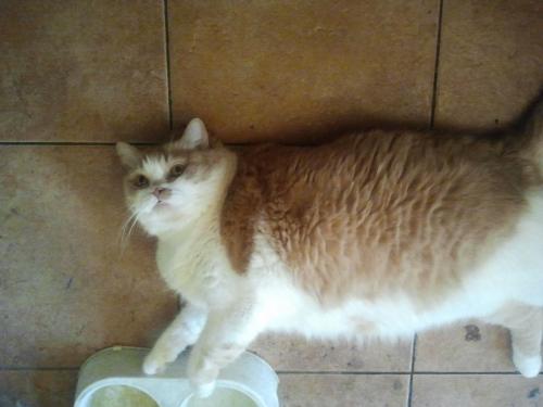 post-1921-0-72516900-1394787356_thumb.jp