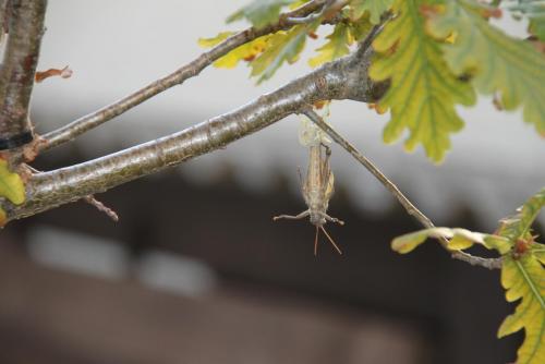 post-1921-0-76604600-1396255078_thumb.jp