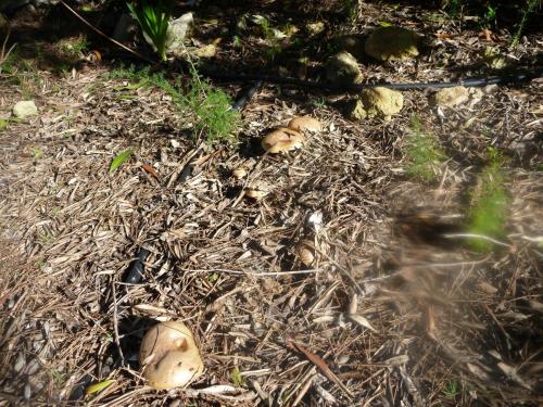 post-1921-0-87460600-1395315568_thumb.jp