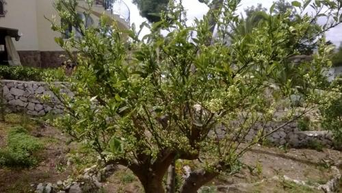 post-1921-0-99374400-1396068188_thumb.jp