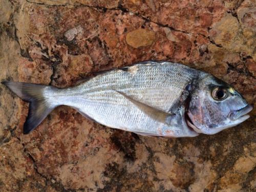 post-4565-0-88465800-1395350662_thumb.jp