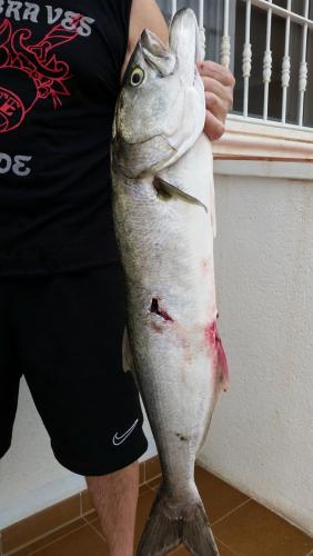 post-1721-0-74591300-1427636424_thumb.jp