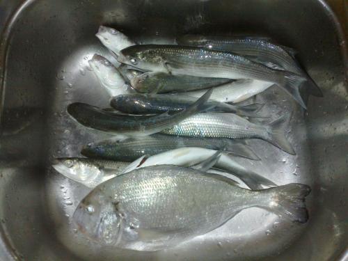 post-1050-0-27163800-1365431571_thumb.jp