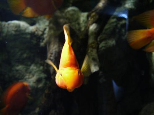 post-1217-0-60528600-1366105418_thumb.jp