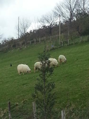 post-1217-0-76379600-1365939664_thumb.jp